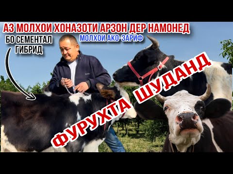 Видео: МОЛҲОИ ДЕҲҚОНИ АРЗОНАШ 29 октября 2025 г.