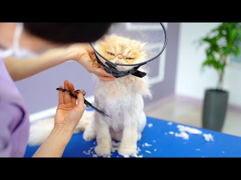 Видео: Кот, который жалуется во время стрижки, такой милый!😻🛁✂️❤️