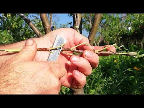 Видео: № 72   Присаждане на будна пъпка на Т-образ на ябълка на 06.07.2019 г. Прививка бутона Т-обр. яблока