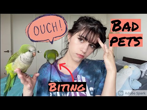 Видео: Никогда не заводите попугая-квакера
