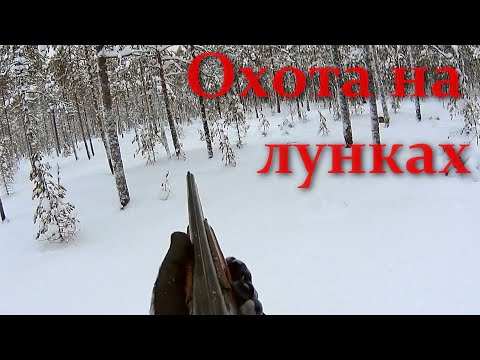 Видео: Охота на боровую дичь, на лунках
