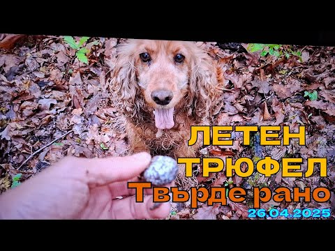 Видео: ЛЕТЕН ТРЮФЕЛ: Твърде рано е за търсене в горите 26.04.2025