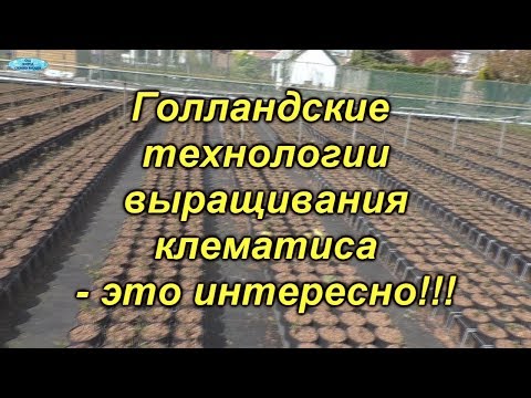 Видео: Выращивание клематиса по голландской технологии.