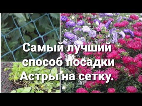 Видео: Как высадить астру в открытый грунт  на сетку. 19 мая 2021 г.