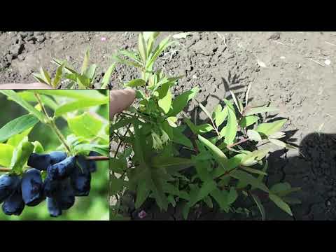 Видео: 004 Сад весной 2021. Купил домик в городке.