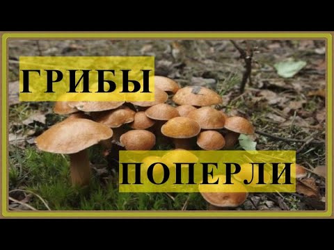 Видео: МАСЛЯТА ,КОЗЛЯТА // В ЛЕСУ ПОШЛИ ГРИБЫ
