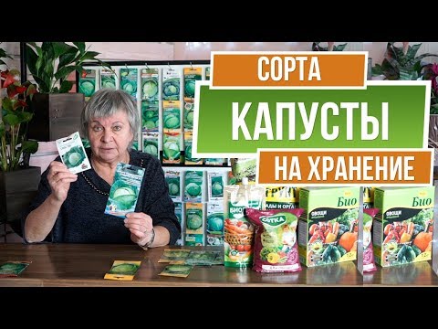 Видео: Капуста для Квашения и Долгого Хранения 👍 Лучшие Сорта