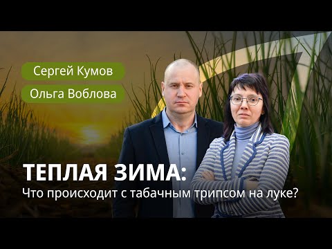 Видео: Теплая зима: что происходит с табачным трипсом на луке? 🐛🧅 #лук  #овощныекультуры