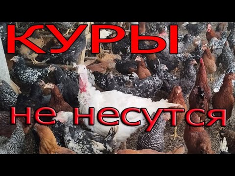 Видео: Почему не несутся куры, что можно сделать?