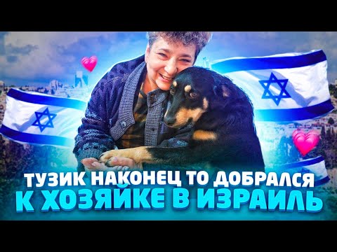 Видео: Тузик наконец то добрался в Израиль к хозяйке😍 От скитания по трассе к любящей хозяйке.
