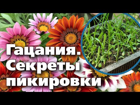 Видео: САМЫЙ ЯРКИЙ ЦВЕТОК В САДУ. ПИКИРОВКА РАССАДЫ ГАЦАНИИ И СОВЕТЫ ПО ВЫРАЩИВАНИЮ