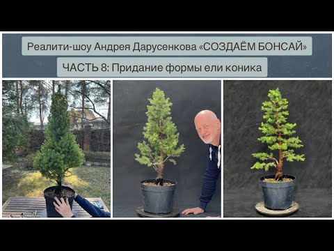 Видео: Бонсай из ели коника: придание формы