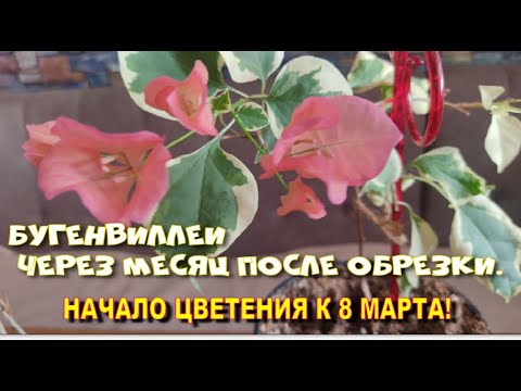 Видео: Бугенвиллеи через месяц после обрезки. Ч.3.