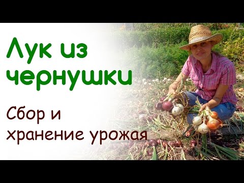 Видео: Выращивания лука репки из чернушки. Сбор урожая. Хранение