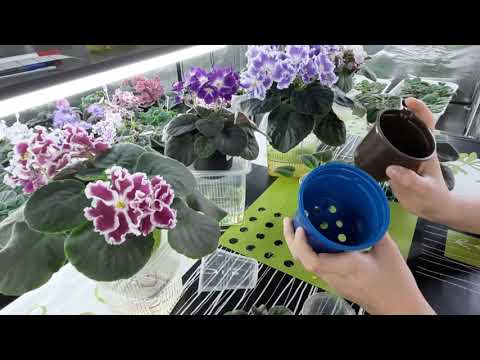 Видео: Какой ГОРШОК подходит для фиалки? МОЙ СЕКРЕТ УСПЕШНОГО ВЫРАЩИВАНИЯ ФИАЛОК #3