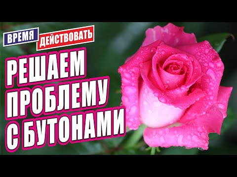 Видео: РЕШАЕМ ПРОБЛЕМУ С БУТОНАМИ РОЗ!