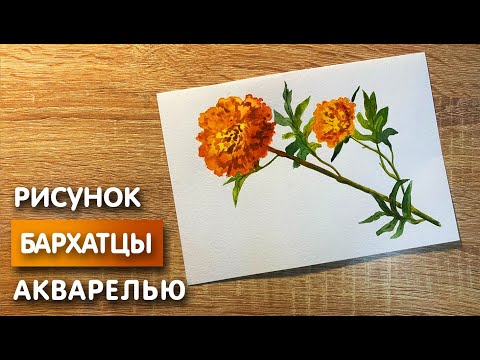 Видео: Как нарисовать бархатцы карандашом и акварелью начинающим | Рисунок для детей