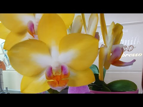 Видео: Орхидея "Милая Девушка"  PHAL. YEN SHUAI SWEET GIRL 'SHINY GIRL' 🥰 ОБОЖАЮ !