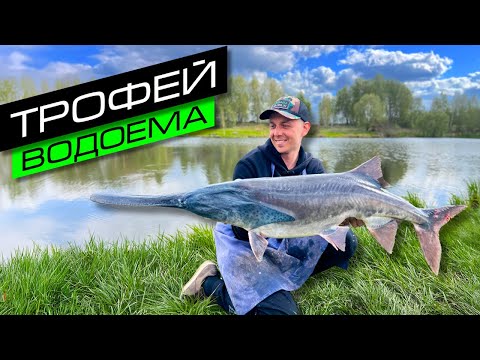 Видео: Ловля карпа на фидер / Поклевка монстра на флэт / Fros Fishing