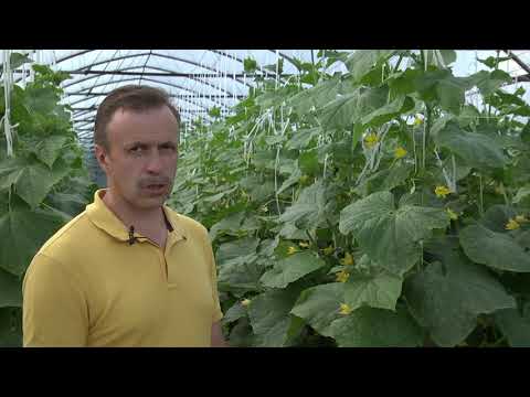 Видео: Ложная мучнистая роса
