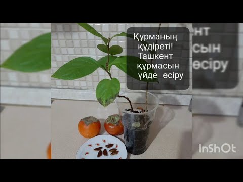 Видео: #ташкентскаяхурма #ташкентқұрмасы Ташкент құрмасы үйде.. .