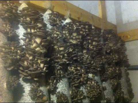 Видео: Как правильно считать урожайность вешенки. Сколько урожая дает вешенка?