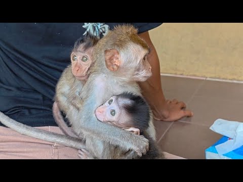 Видео: ХОТЯ ЭТА БЕЗРУЧНАЯ ОБЕЗЬЯНА ВЫГЛЯДИТ НЕПРИЯТНОЙ, ОКАЗЫВАЕТСЯ, ОН СЧАСТЛИВ