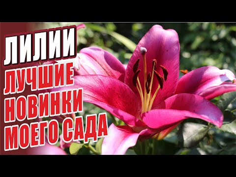 Видео: ЛИЛИИ. ЛУЧШИЕ НОВИНКИ МОЕГО САДА. СОРТА ЛИЛИЙ.