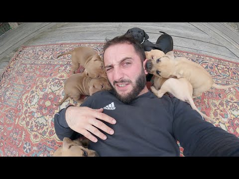 Видео: Щенки питбуля Атакуэйшен хозяина !!!!