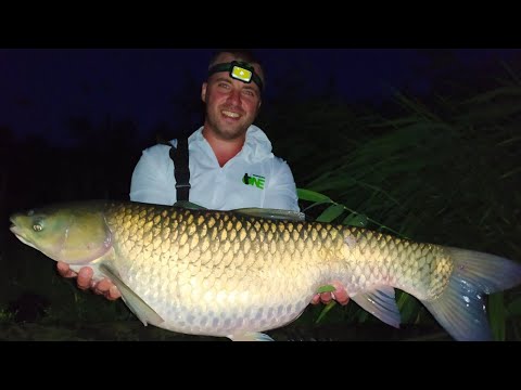 Видео: Ловля трофейного карпа и амура. ТУРНИР CARP PRO ONE 2020. Марьевское водохранилище
