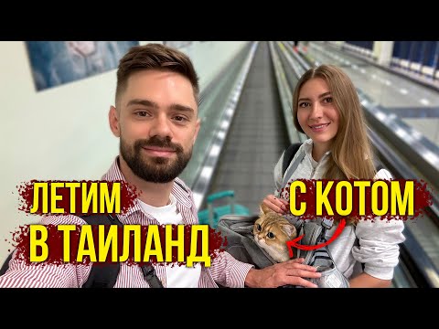 Видео: Летим в Таиланд с КОТОМ - Остались БЕЗ КВАРТИРЫ, Что ДЕЛАТЬ? Как КОТИК Перенес ПЕРЕЛЕТ? Влог