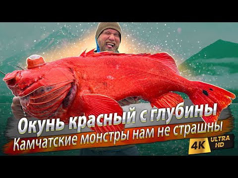 Видео: 🇷🇺 Все виды морских рыб Камчатки за два дня! Где ловить и как поймать?