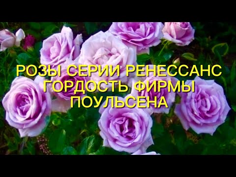 Видео: Розы Датской фирмы  Poulsen. Серия Ренессанс - чарующий аромат и неприхотливость ….🌹🌹🌹