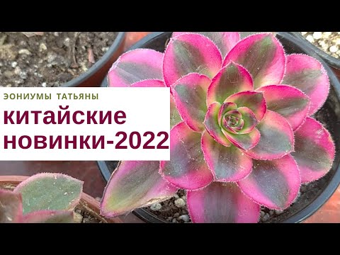 Видео: Вариегатные эониумы Китая и Кореи / Chinese and Korean variegated aeoniums