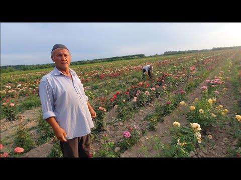 Видео: Андижонда  4 Гектар 400 Хилдан Ошик Атиргул Плантацияси .Куриб Асаблар Дам Оладияя...