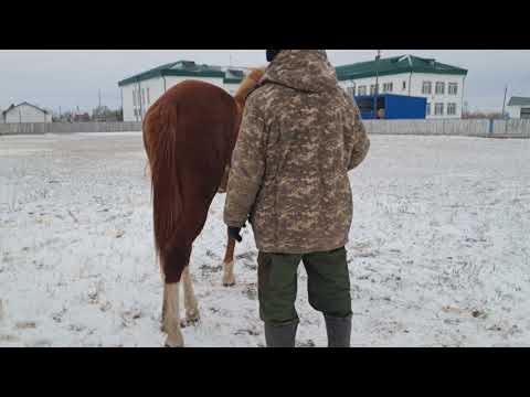 Видео: 6 ноября 2025 г.