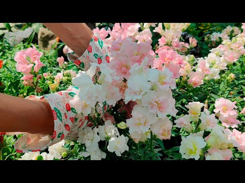 Видео: КАК ВЫСАДИТЬ ПРАВИЛЬНО РАССАДУ ЛЬВИНОГО ЗЕВА. Как выбрать рассаду львиного зева при покупке.