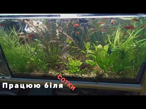 Видео: Працюю біля сотки 4К #aquarium #aquarium4k #4k #fishtank #аквахобі