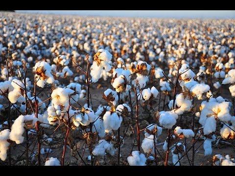 Видео: Хлопок  Как выращивают и обрабатывают