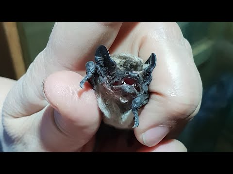 Видео: Что делать, если вы нашли летучую мышь?