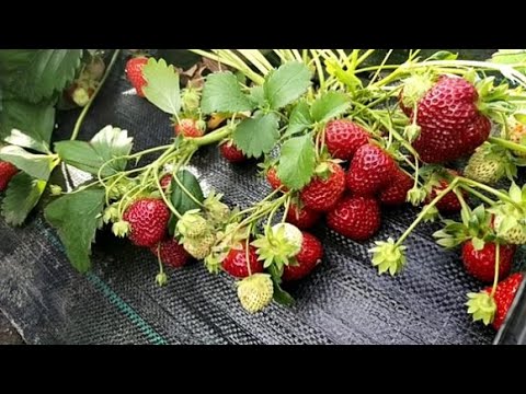 Видео: Удаляем неизвестный сорт клубники!