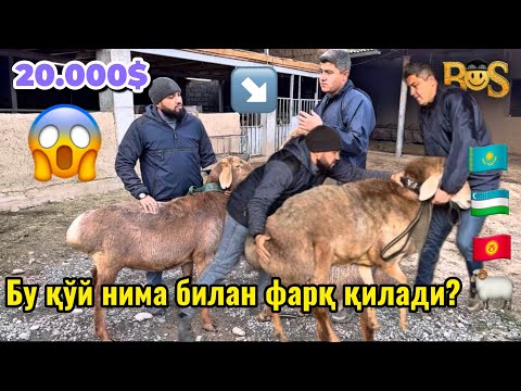 Видео: Арашан қўйини боқиш арзийдими? 💰#рекомендация #ферма #узбекистан #куйлик #киргизия 