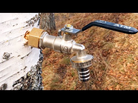 Видео: Мало кто знает этот СЕКРЕТНЫЙ способ сбора берёзового сока! Полезные советы и хитрости!