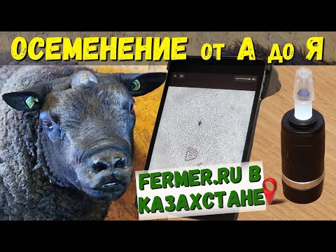 Видео: Инструментальное осеменение казахских грубошёрстных овец баранами эдильбаевской породы и блютекселем