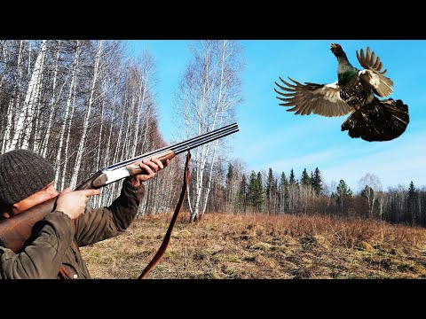 Видео: Охота на Сибирского Павлина. Картошка на Углях. Глухарь на току.