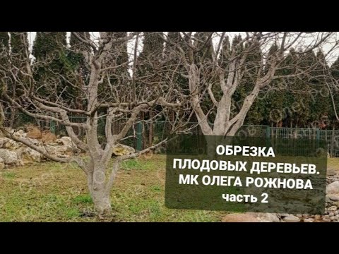 Видео: ОБРЕЗКА плодовых ДЕРЕВЬЕВ🌳 МК Олега Рожнова🌳Часть 2🌳