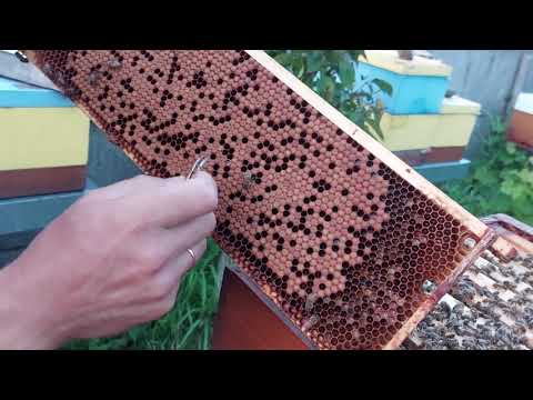 Видео: Признаки VSH (варроа-чувствительная гигиена) у медоносных пчел.