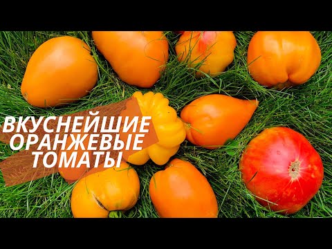 Видео: Обалденные золотые томаты. Лучшие оранжевые томаты в моей коллекции. Awesome golden tomatoes.