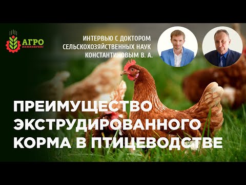 Видео: Применение экструдированного корма для птиц. Особенности кормления птицы.