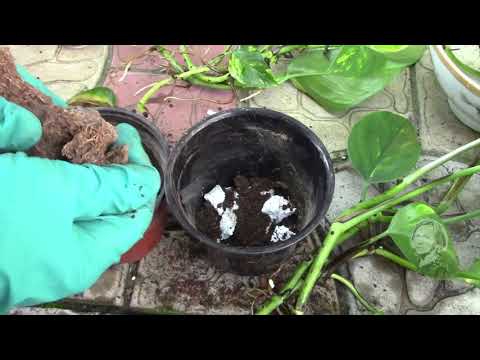 Видео: ПОСАДКА ЧЕРЕНКОВ   В БЛАГОПРИЯТНЫЙ ДЕНЬ!